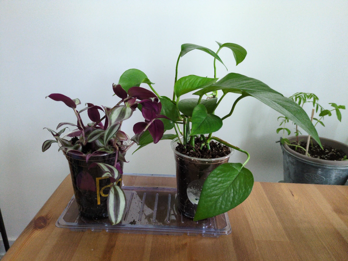 Plant sale! Jade pothos and tradescantia zebrina bundle  🌱
