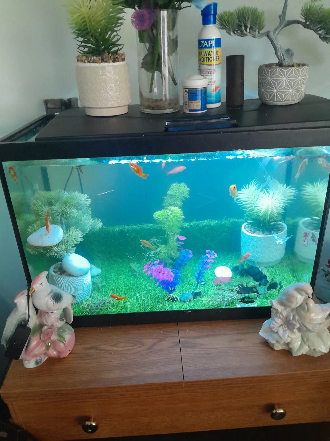 Fish Tank Setup with Assorted Fish