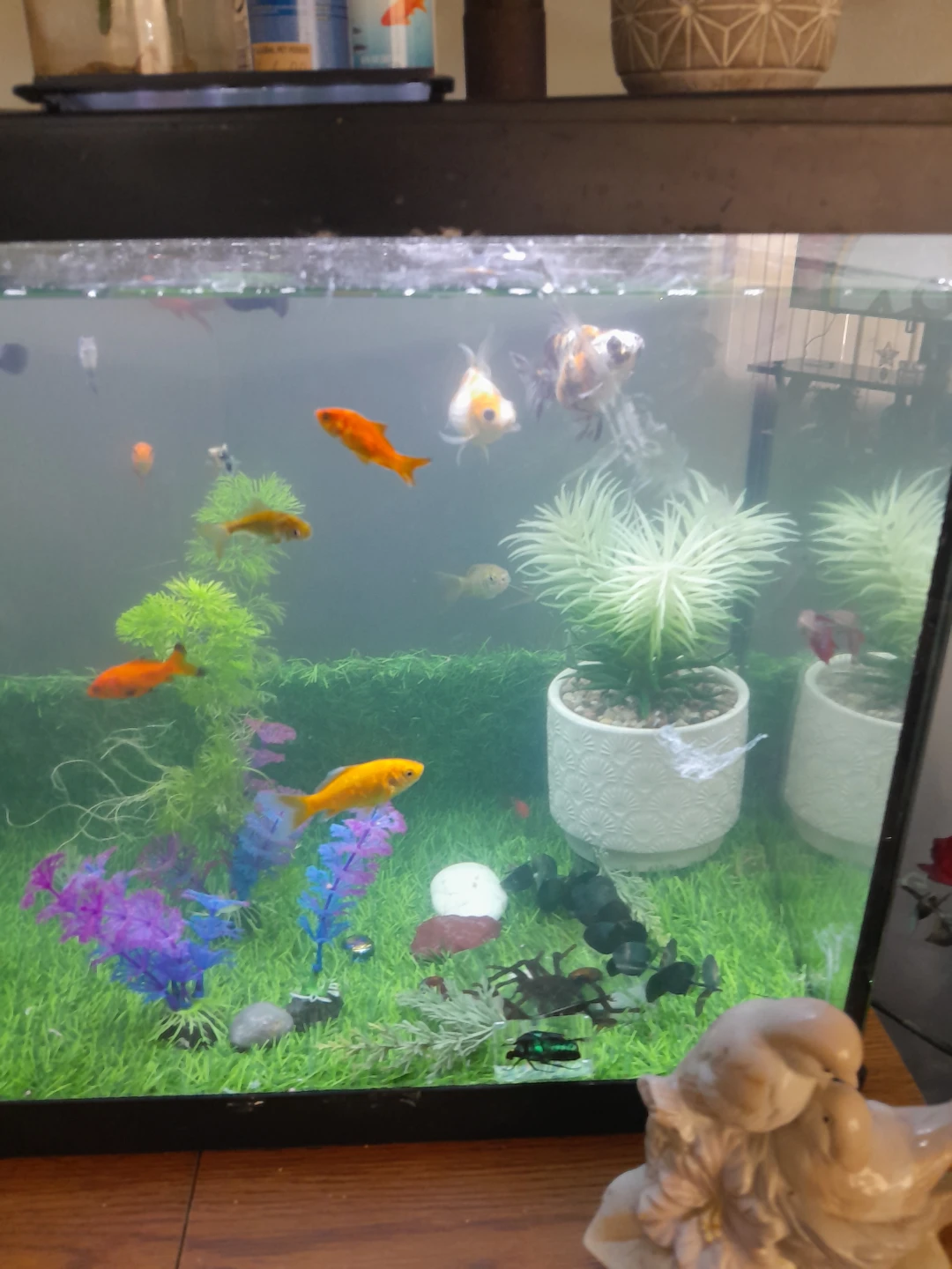 Fish Tank Setup with Assorted Fish - photo 2