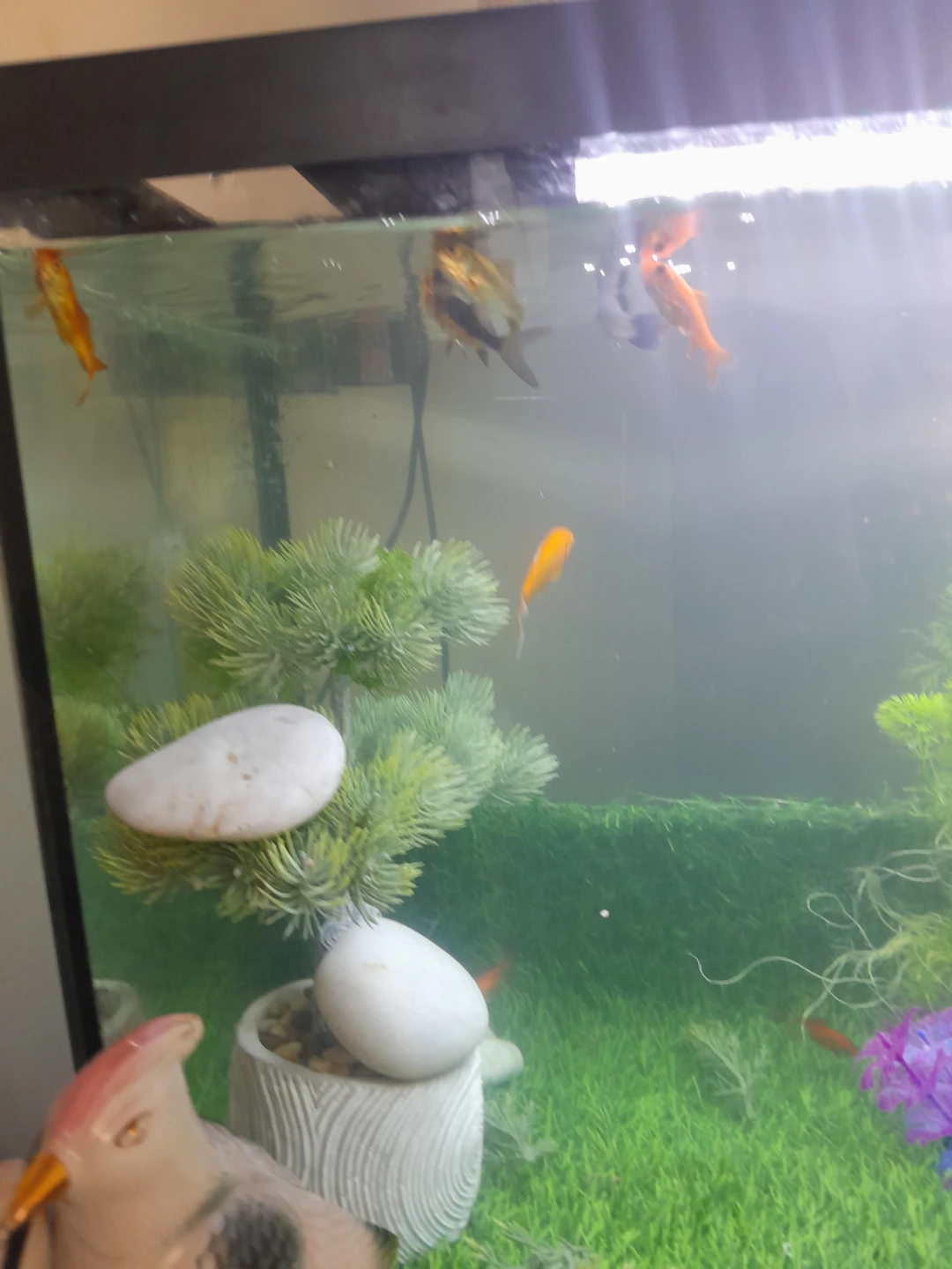 Fish Tank Setup with Assorted Fish - photo 4