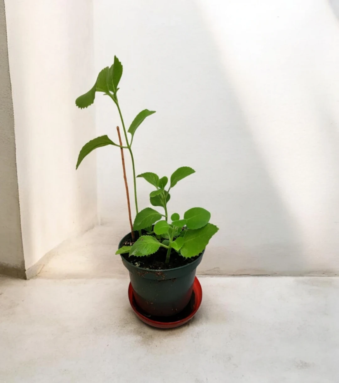 Cuban oregano plant