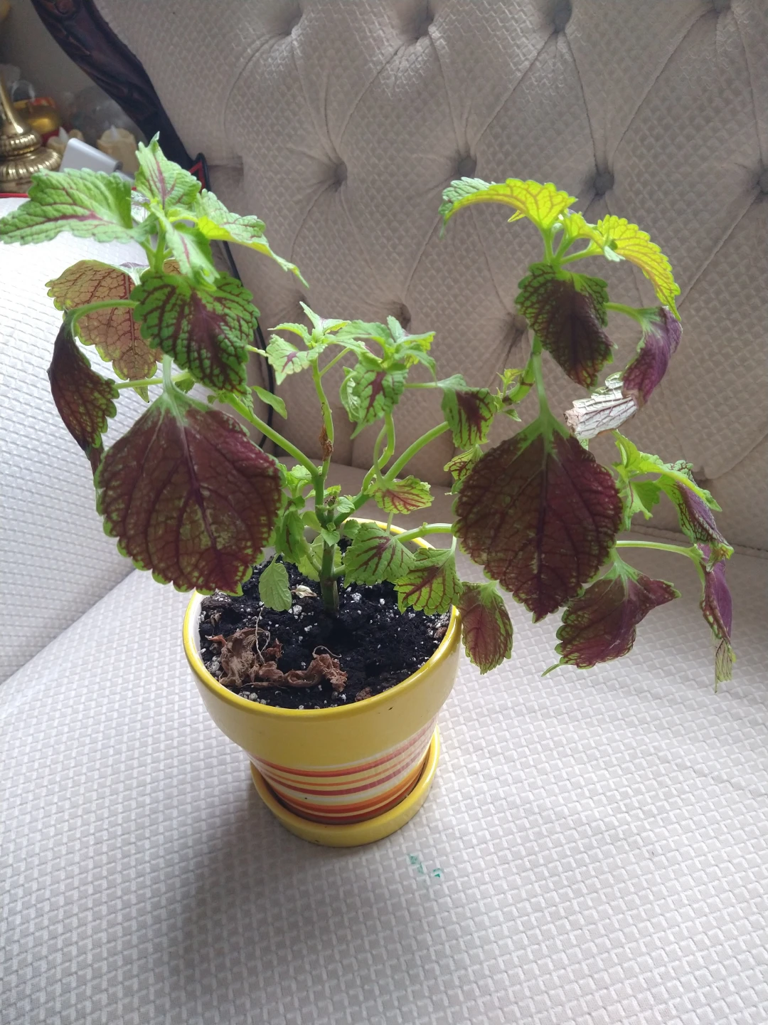 Potted Coleus Plant
