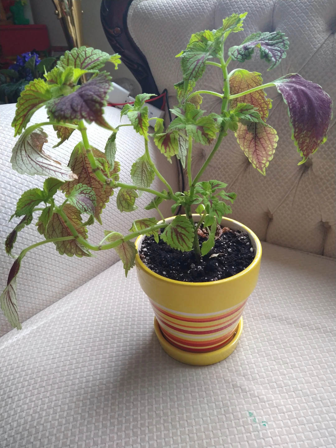 Potted Coleus Plant - photo 2