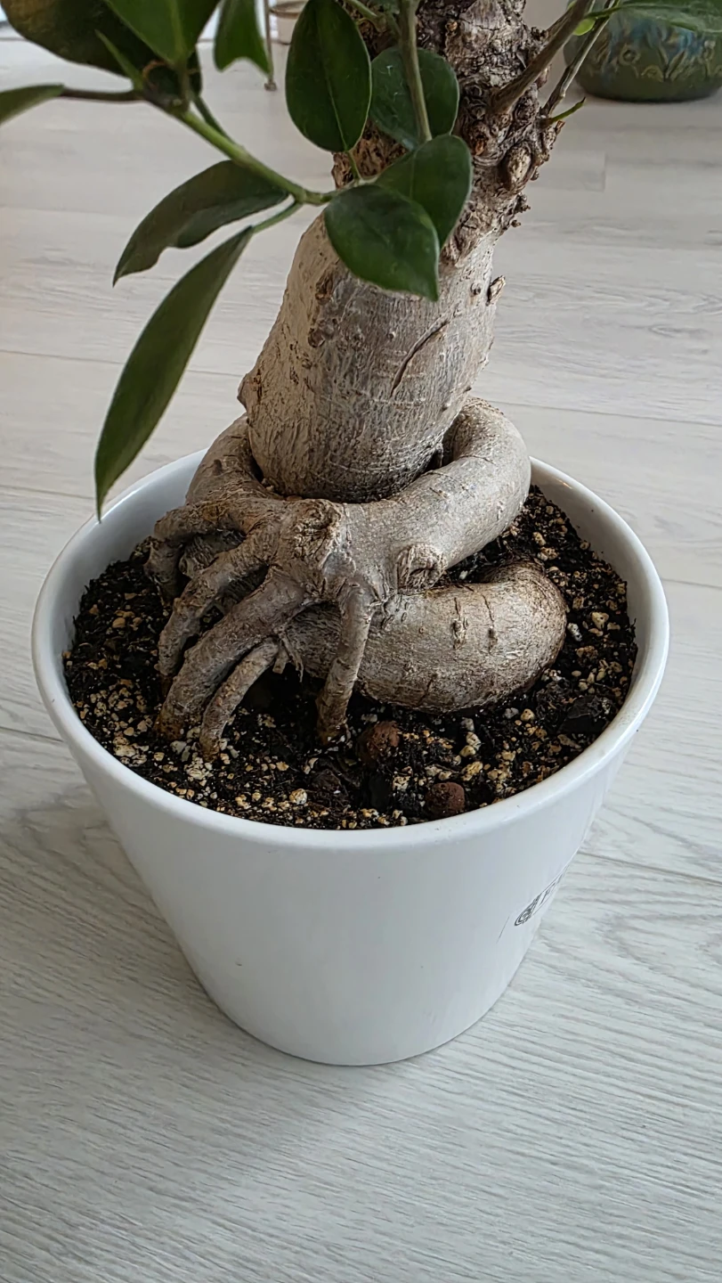 MOVING SALE- Ficus Bonsai Tree in White Pot - photo 4