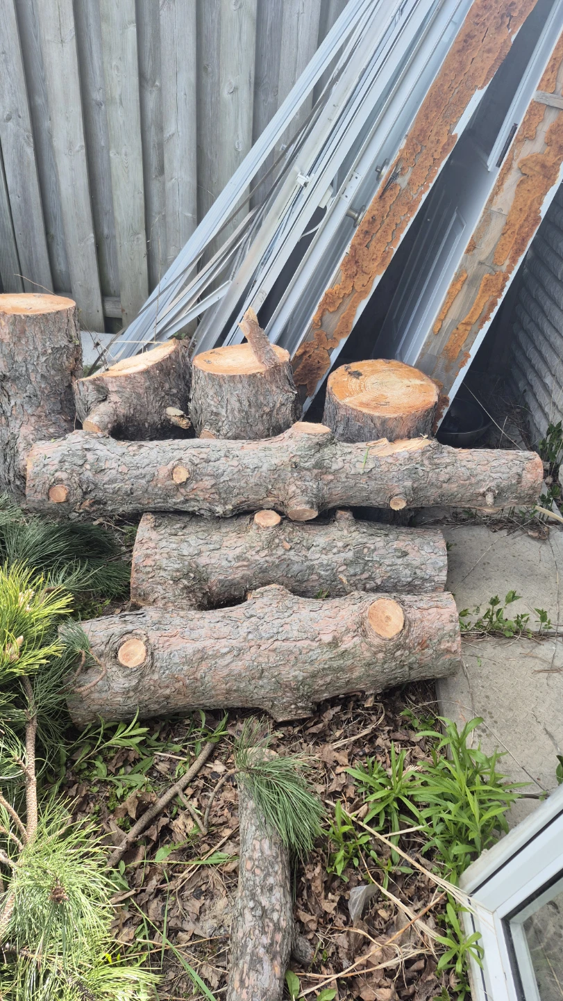 Tree stump