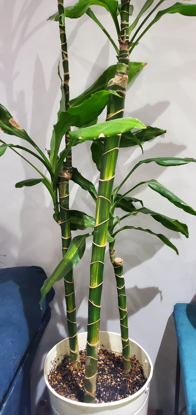 Corn Plant in White Pot. - photo 3