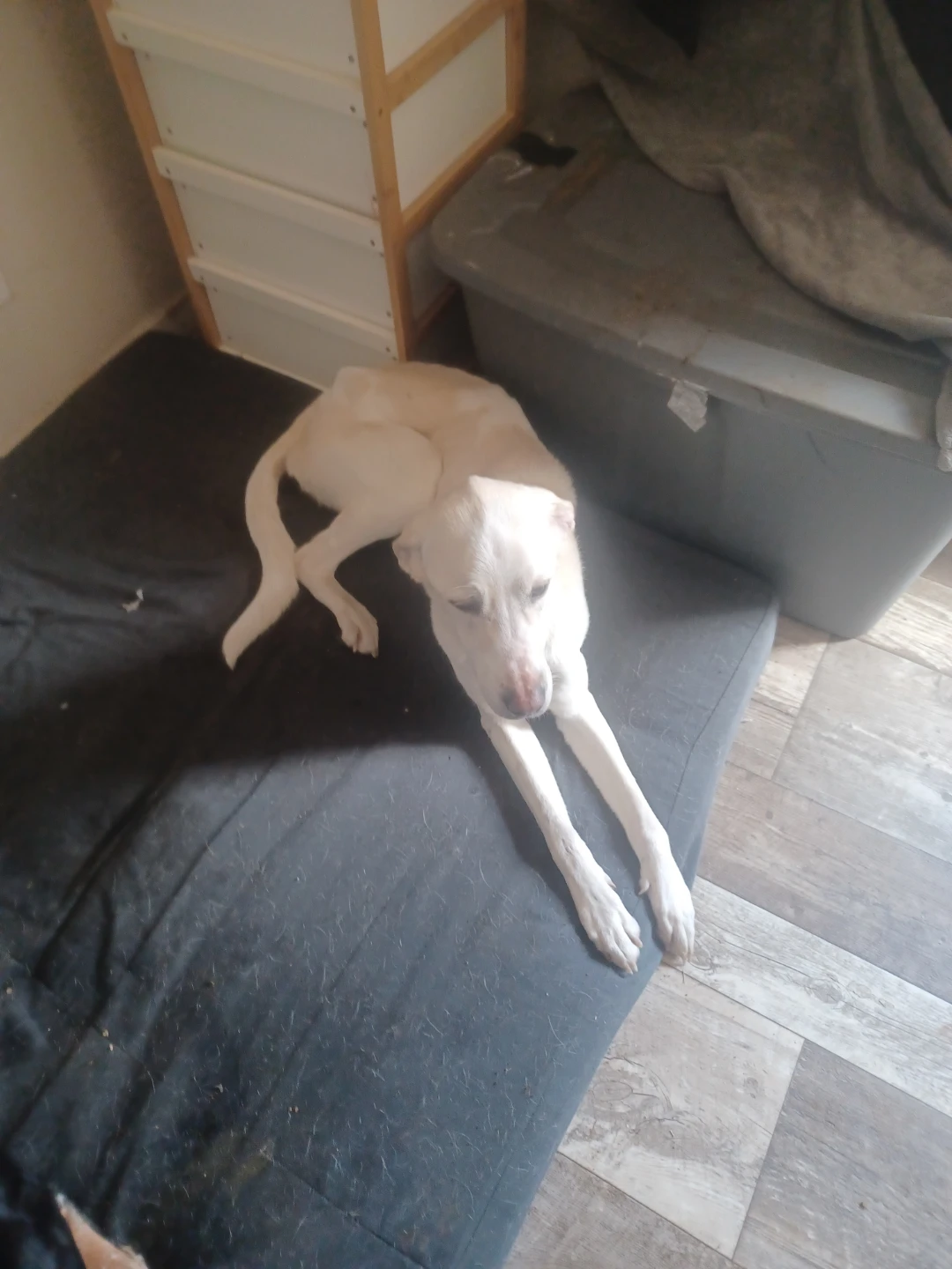 Three dogs looking for a home - photo 2