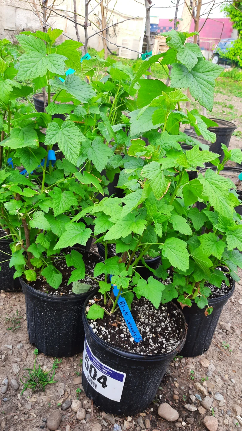 Black Currant Plant