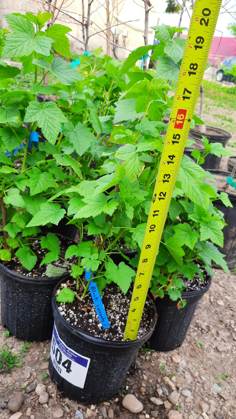 Black Currant Plant - photo 2