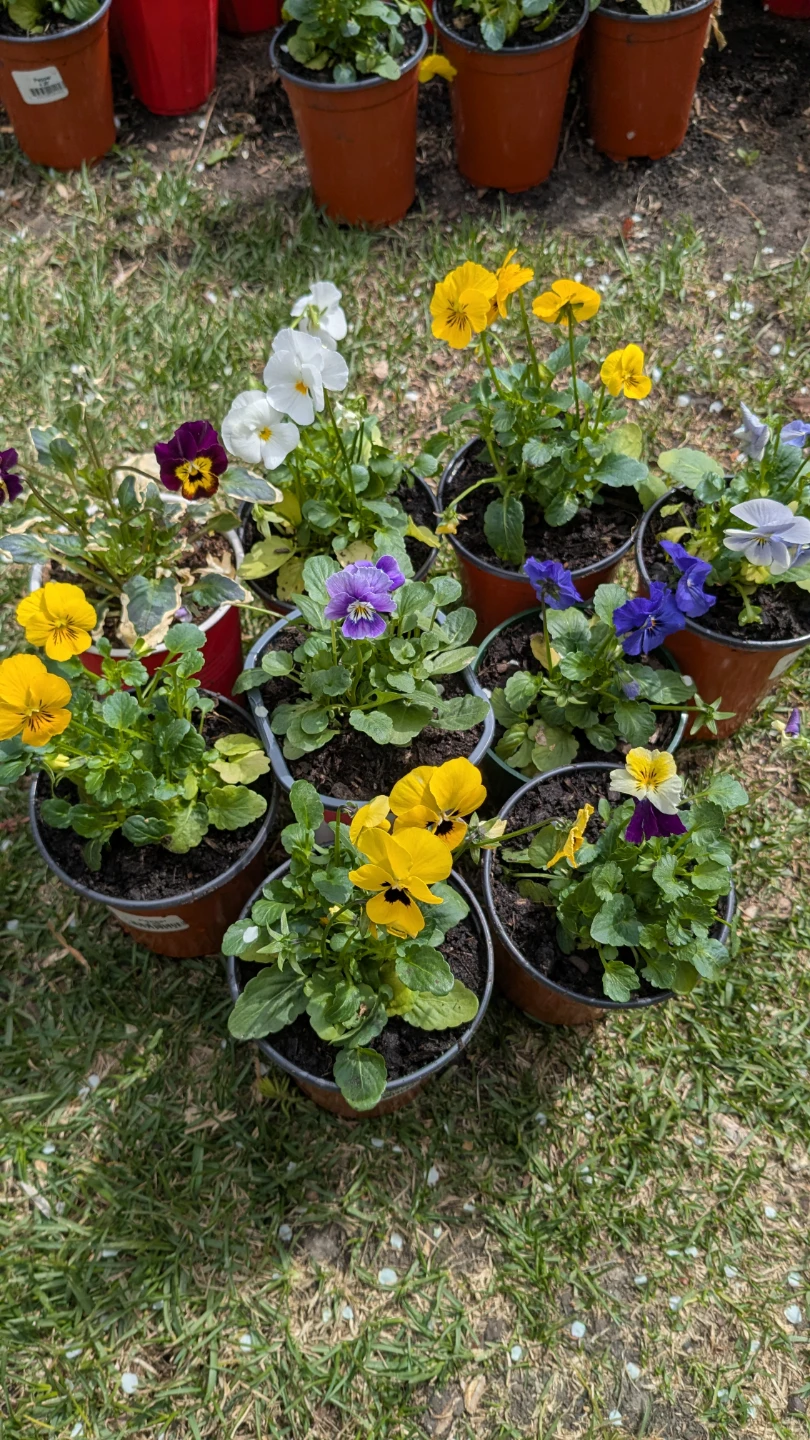 VIOLAS