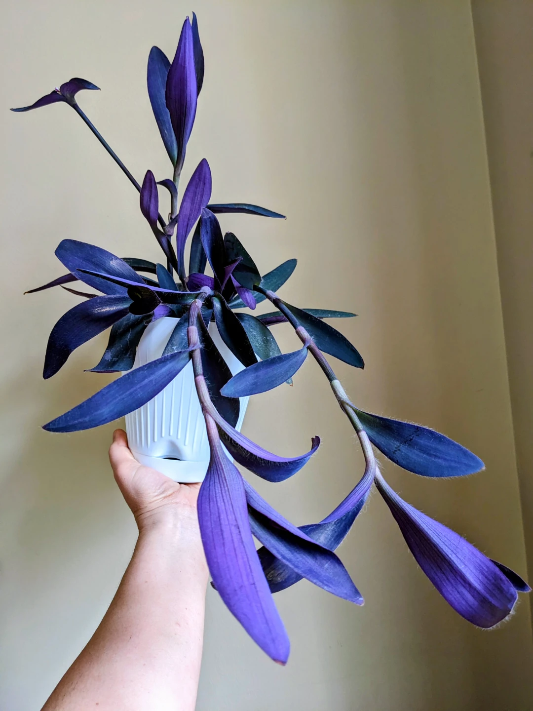 INDOOR / HOUSEPLANTS / TROPICAL PLANTS - photo 3