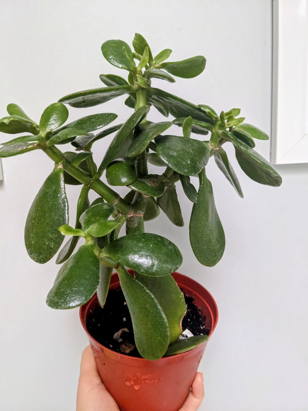 INDOOR / HOUSEPLANTS / TROPICAL PLANTS - photo 5