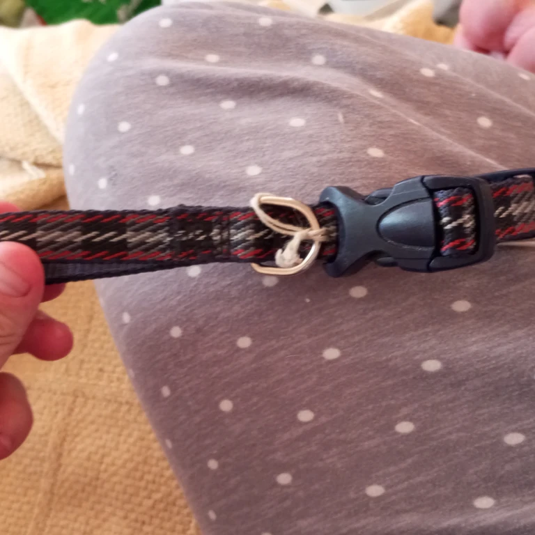 Adjustable Dog Collar with Buckle