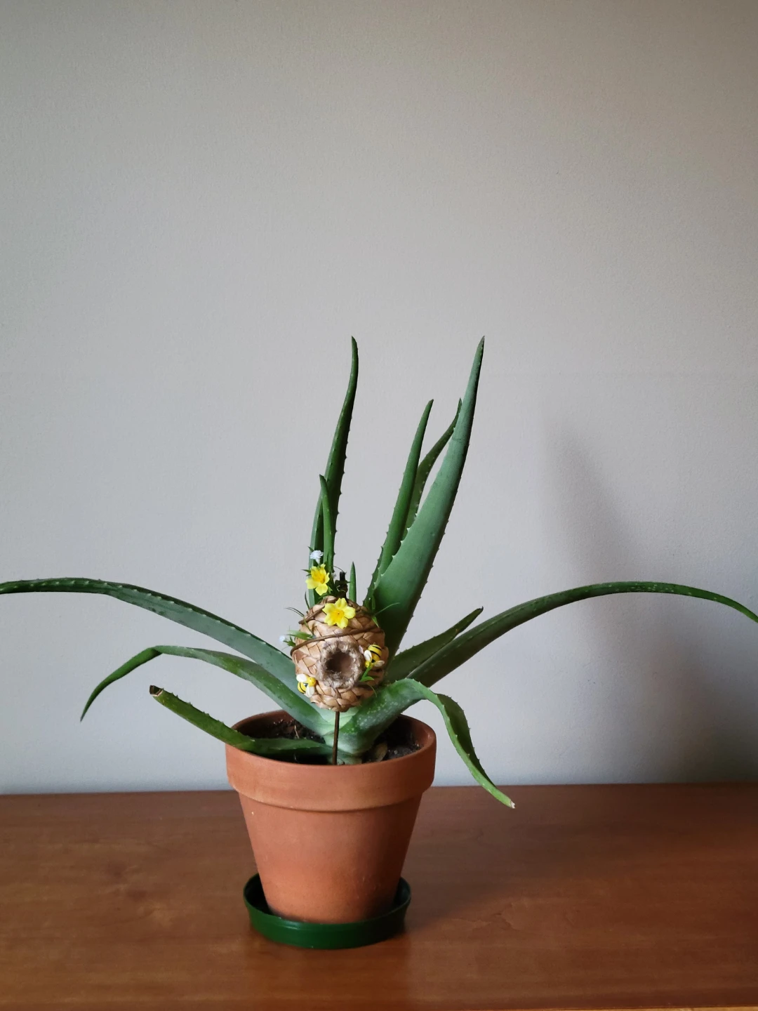 Aloe Vera Plant in Terracotta Pot with Decorations