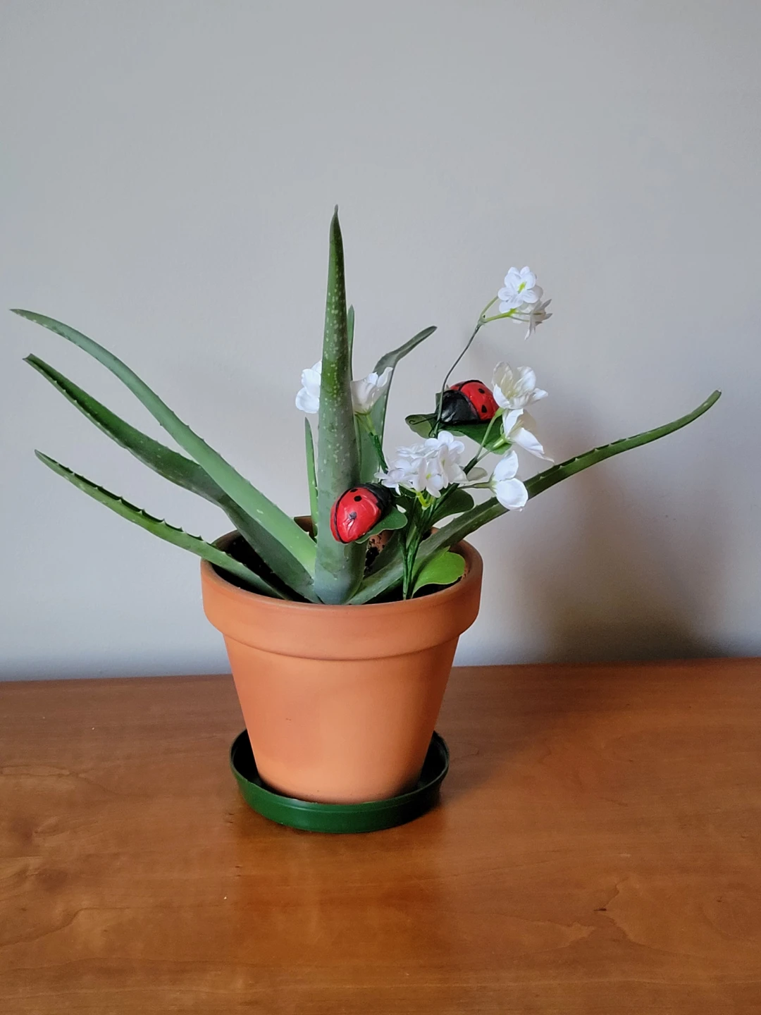 Aloe Vera Plant in Terracotta Pot with Decorations - photo 2
