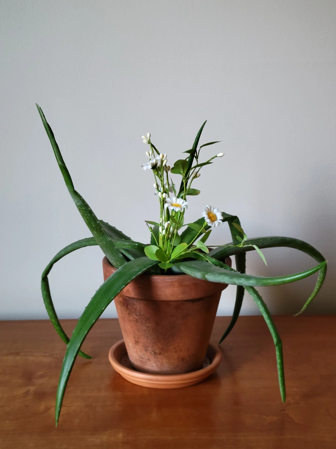 Aloe Vera Plant in Terracotta Pot with Decorations - photo 3