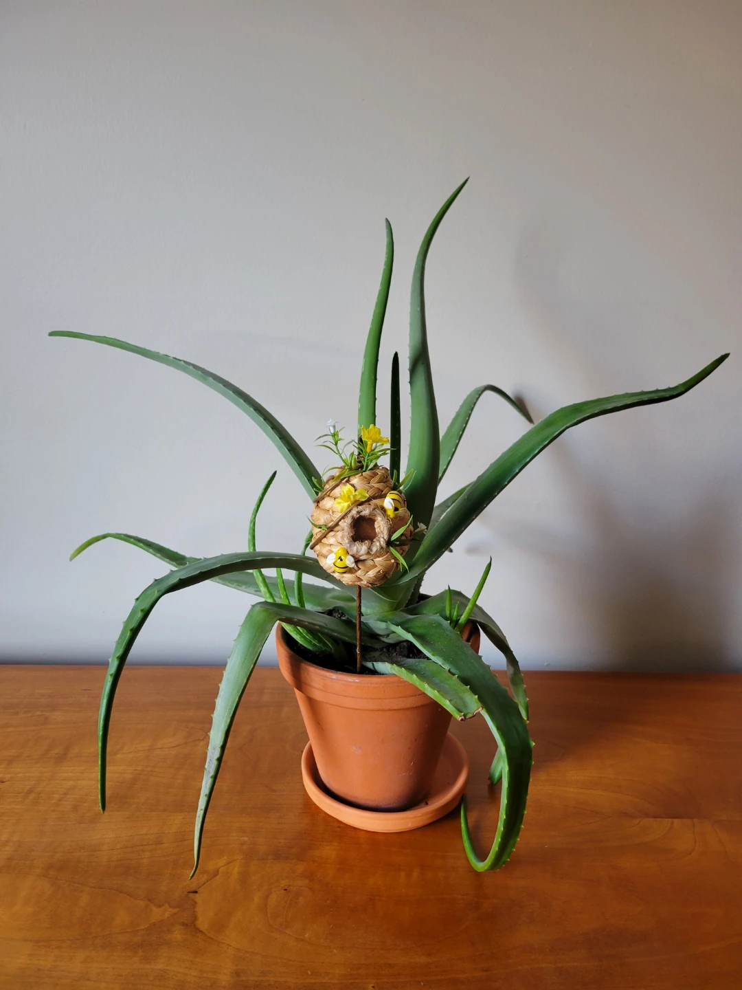Aloe Vera Plant in Terracotta Pot with Decorations - photo 4