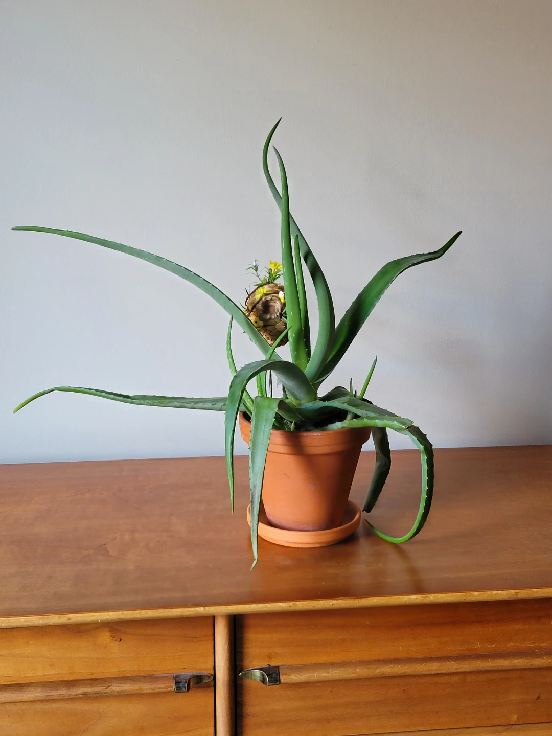 Aloe Vera Plant in Terracotta Pot with Decorations - photo 5
