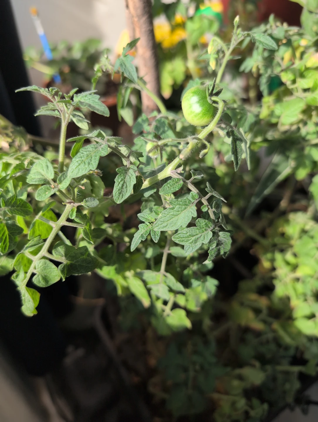 Cherry Tomato Plant cuttings
