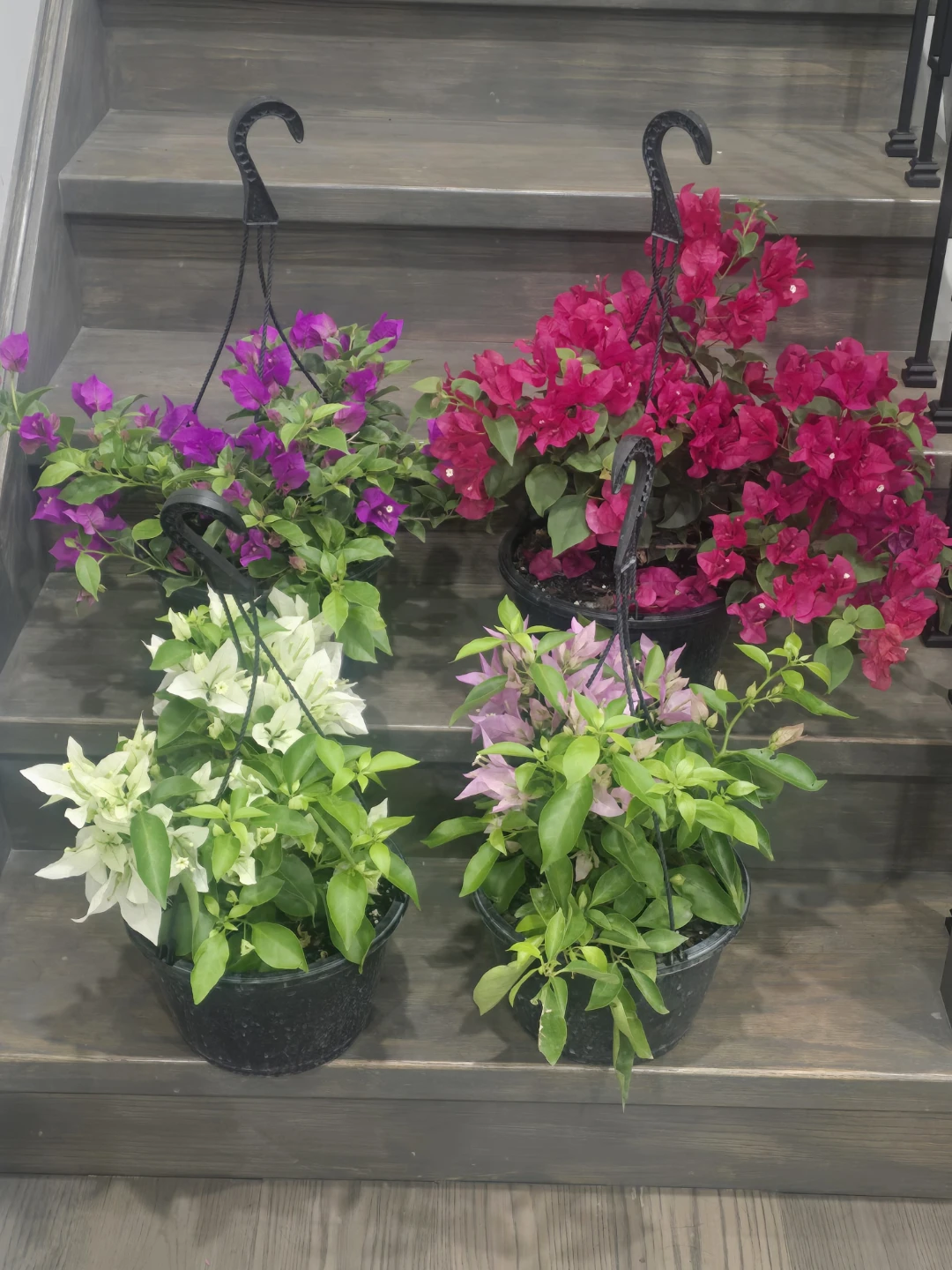 4 Assorted Bougainvillea 10"hanging Baskets