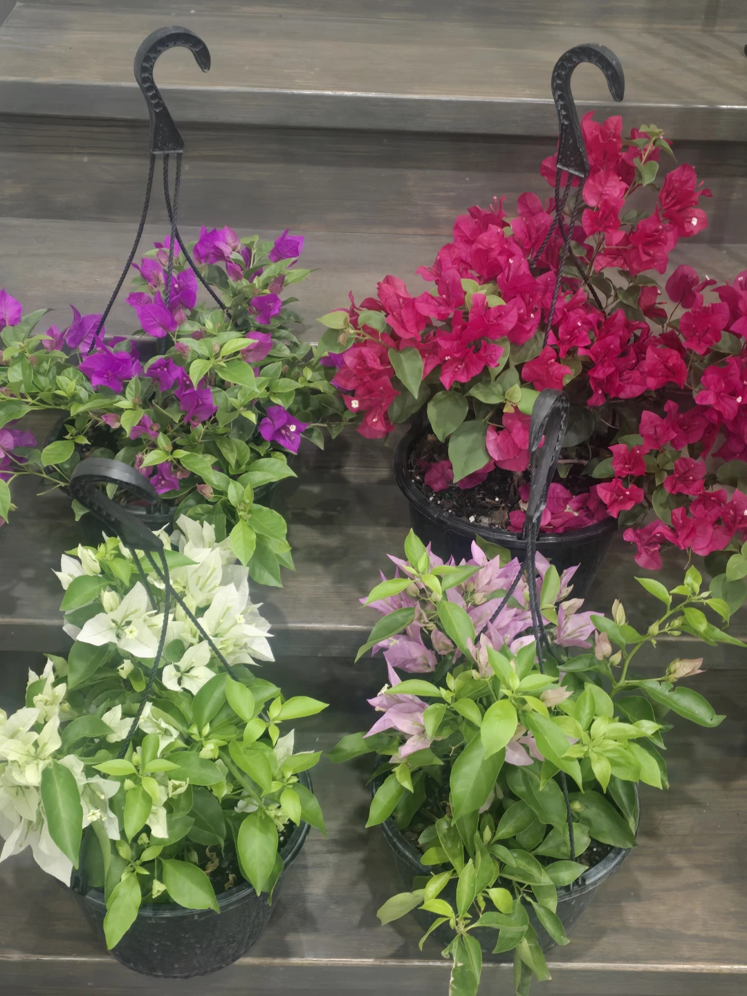 4 Assorted Bougainvillea 10"hanging Baskets - photo 3