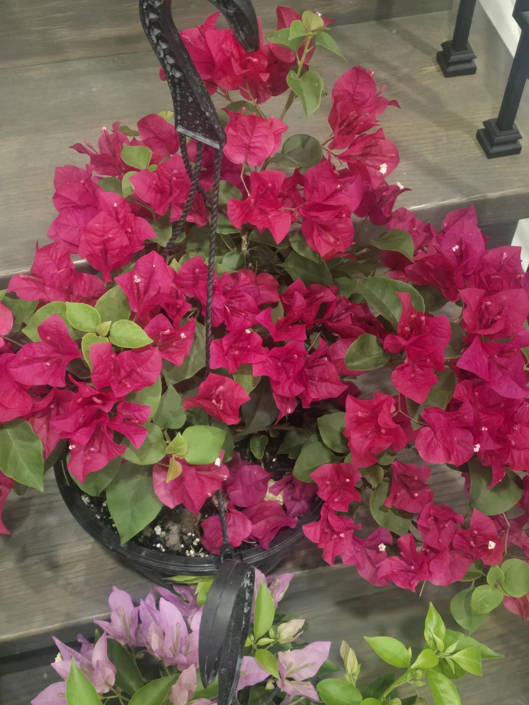 4 Assorted Bougainvillea 10"hanging Baskets - photo 5