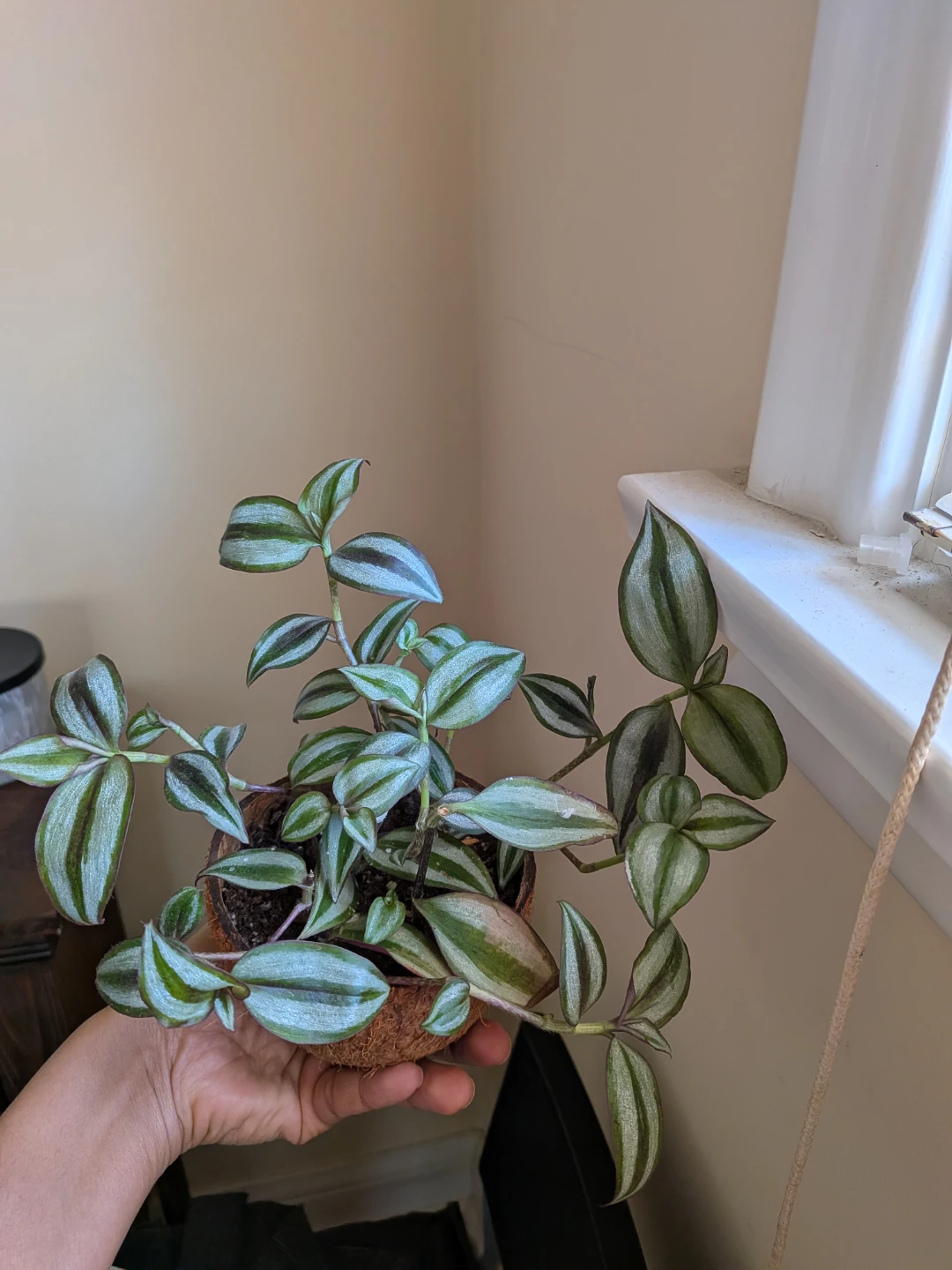 Wandering Jew in Coconut Shell Pot