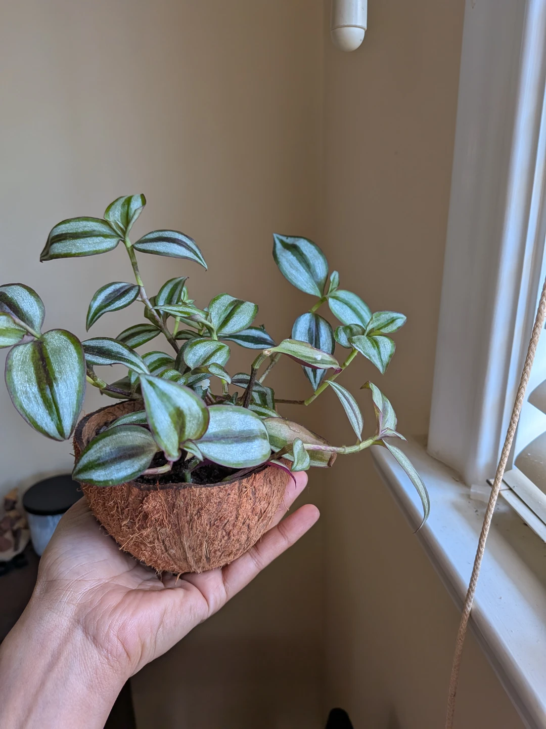 Wandering Jew in Coconut Shell Pot - photo 3
