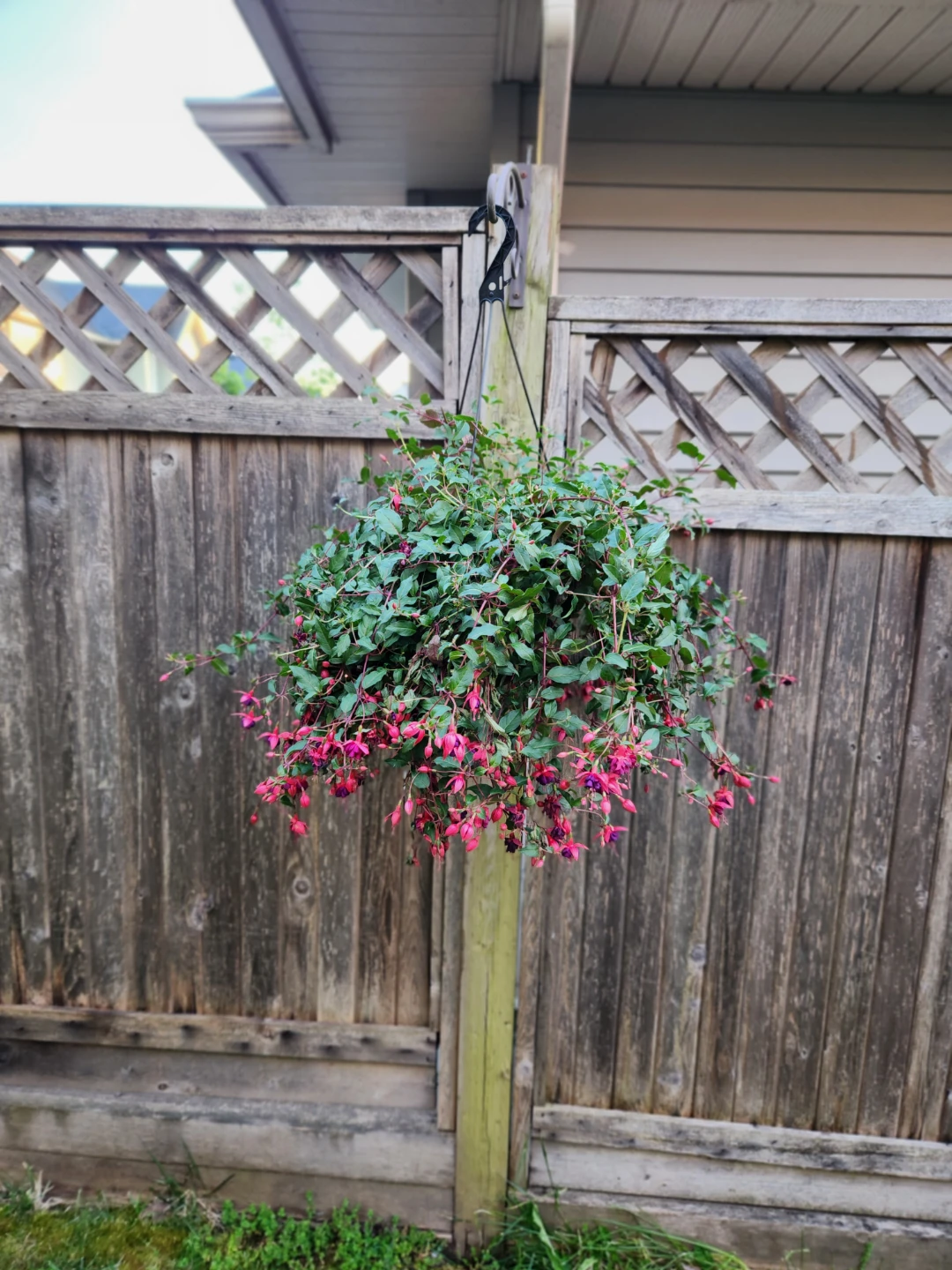 Hanging Fuchsia Plant