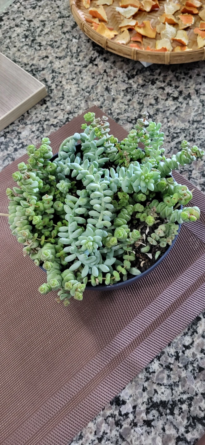 Crassula marinela  & Burro's Tails - photo 4
