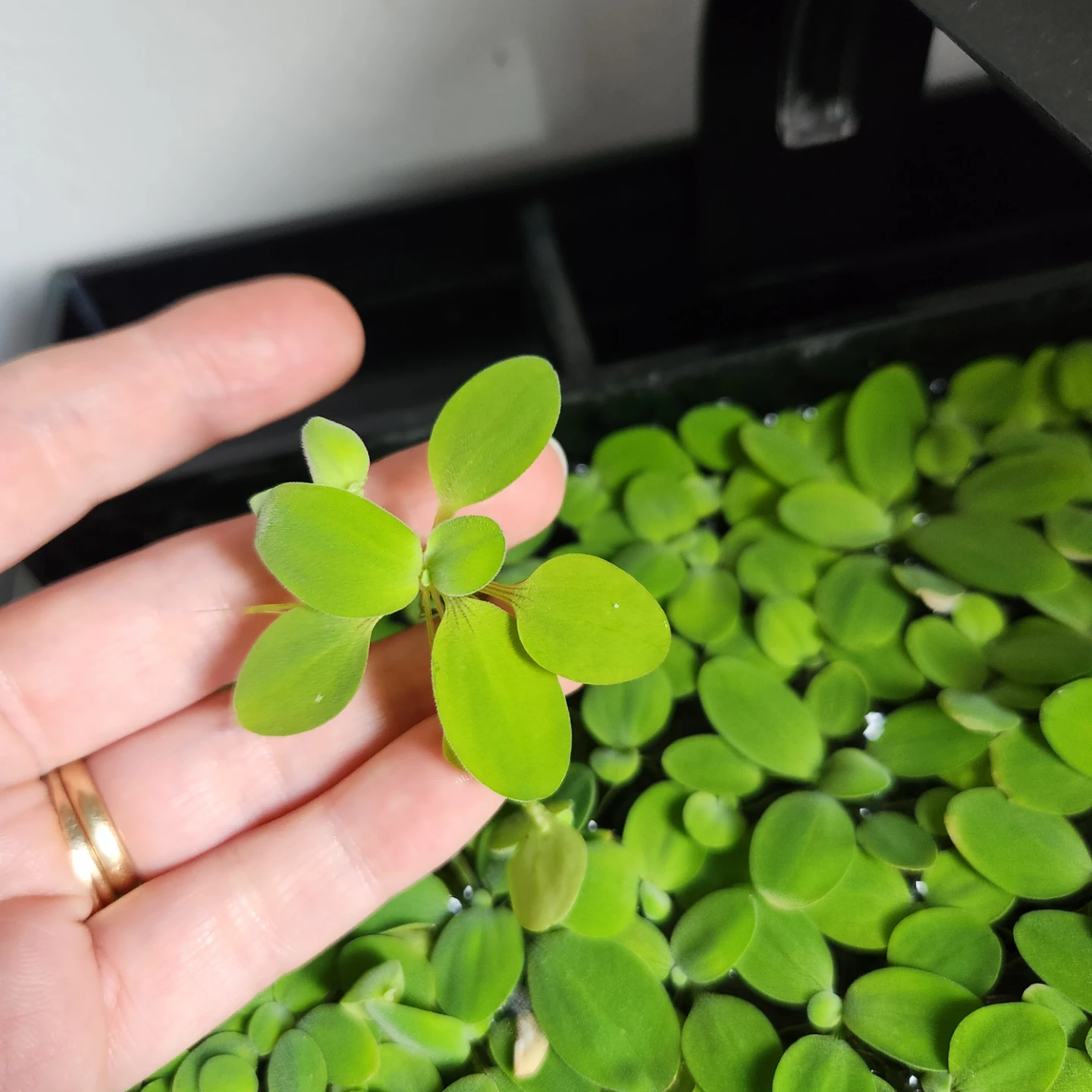 Live Floating Aquarium Plants