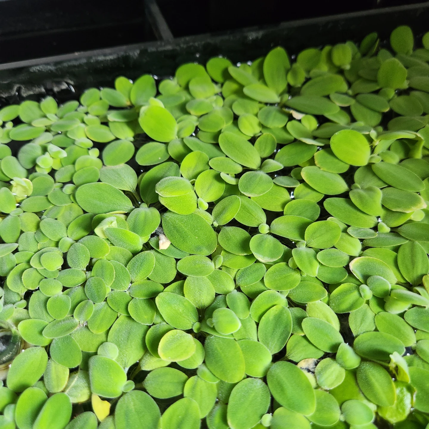 Live Floating Aquarium Plants - photo 2