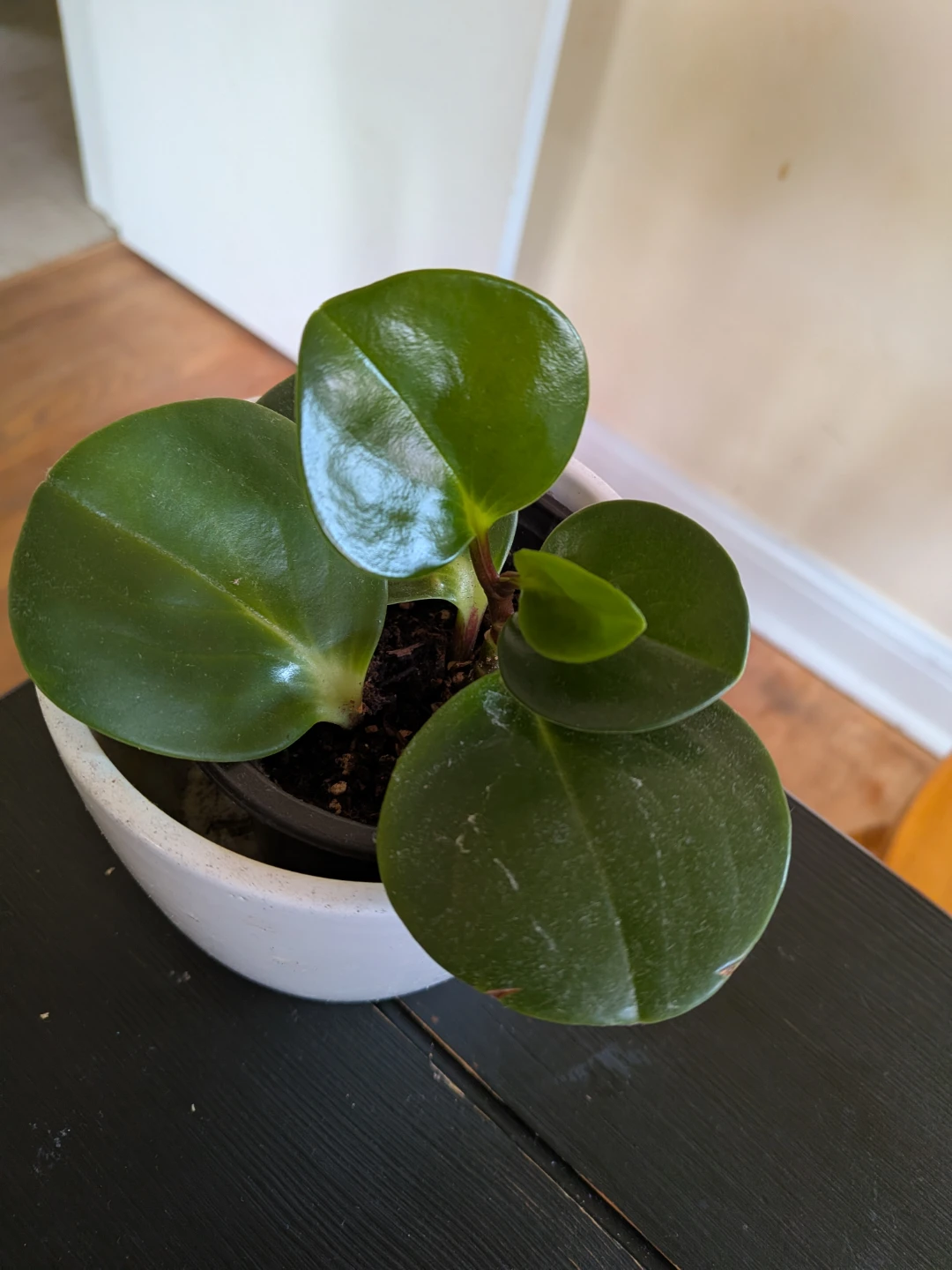 Baby Rubber Plant