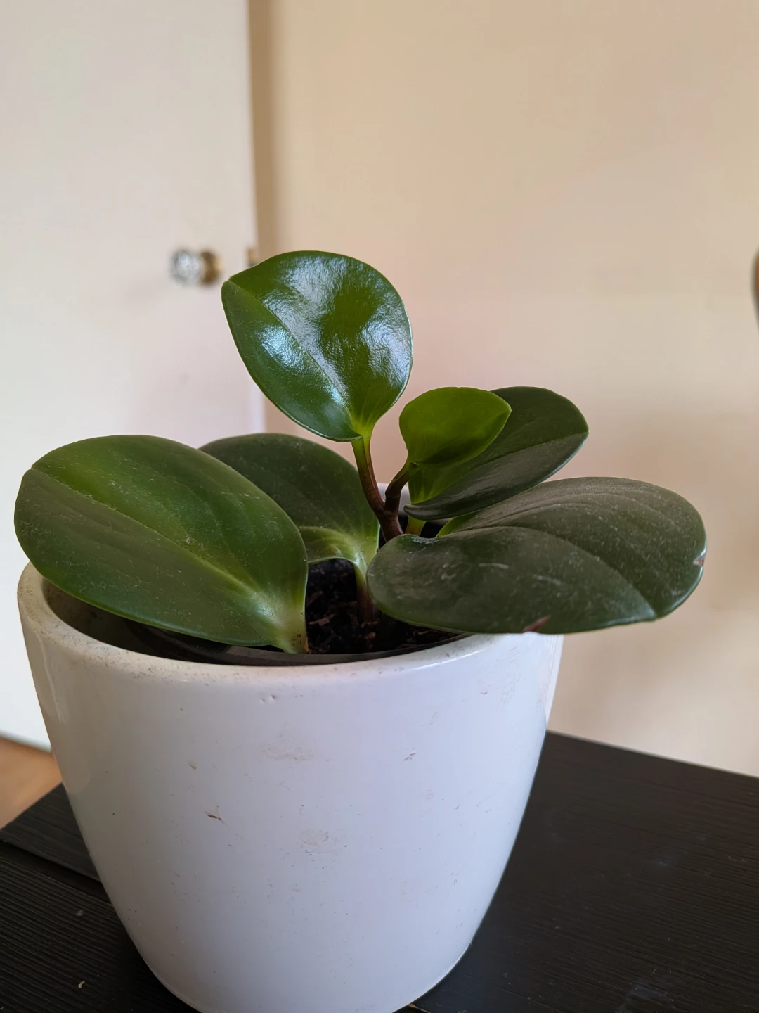 Baby Rubber Plant - photo 2