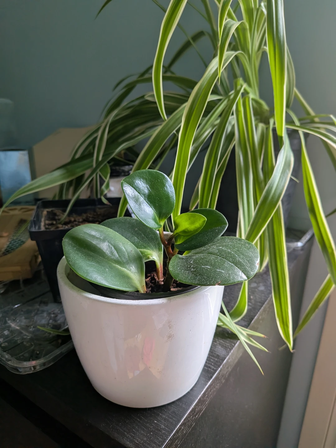 Baby Rubber Plant - photo 3
