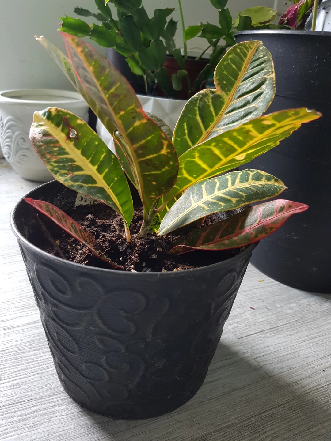 Croton plant in black decorative pot