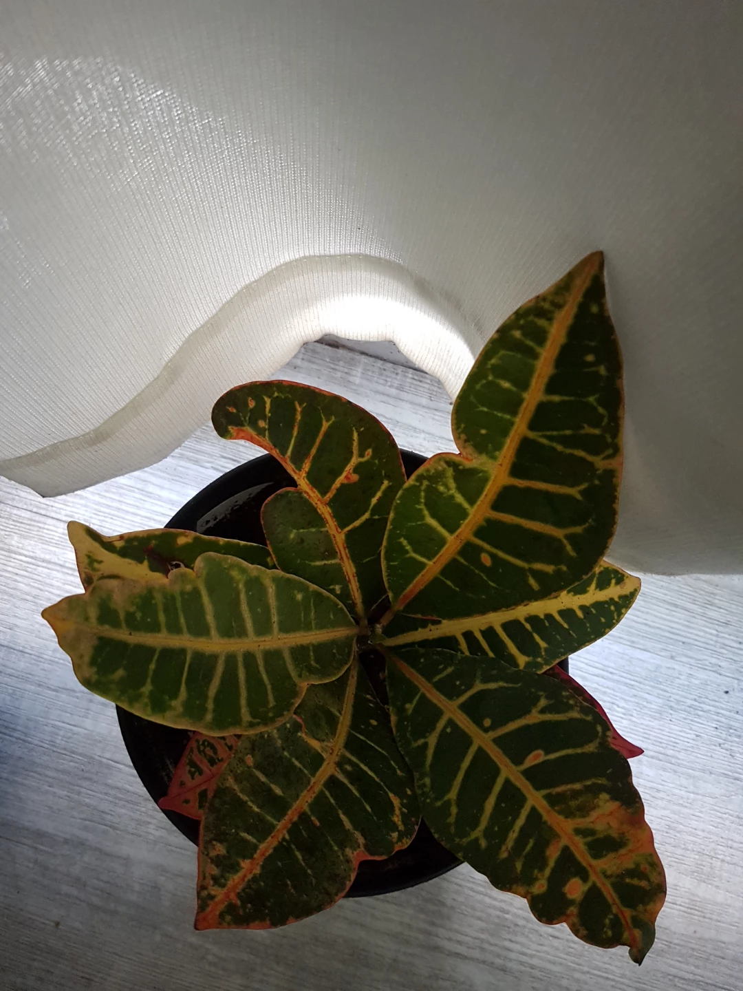 Croton plant in black decorative pot - photo 3