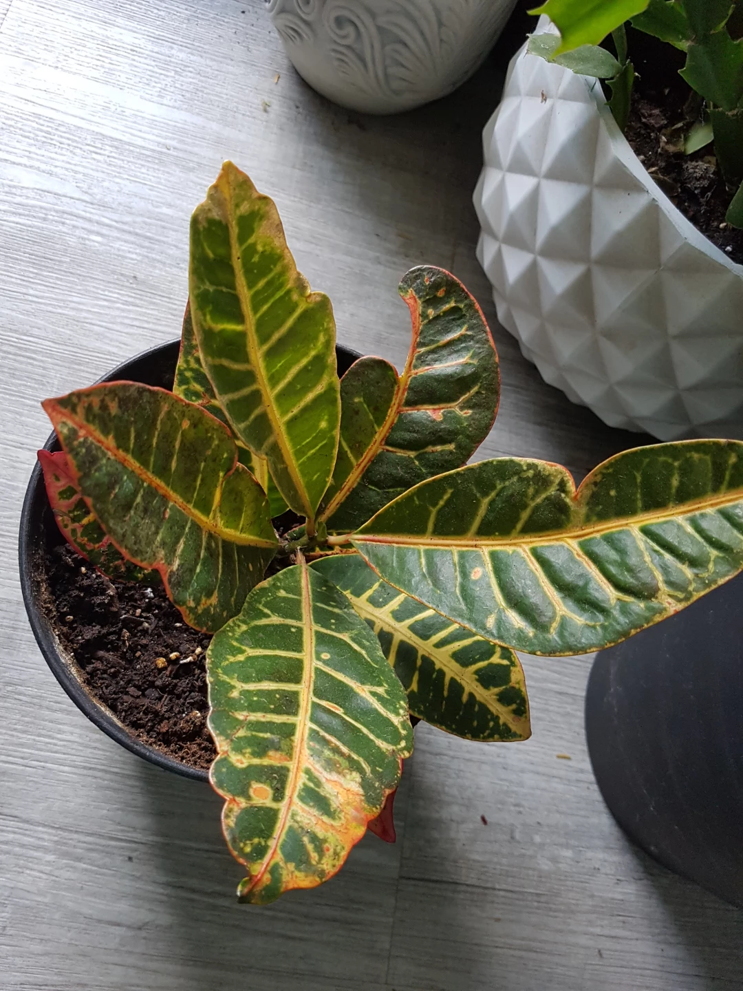 Croton plant in black decorative pot - photo 4