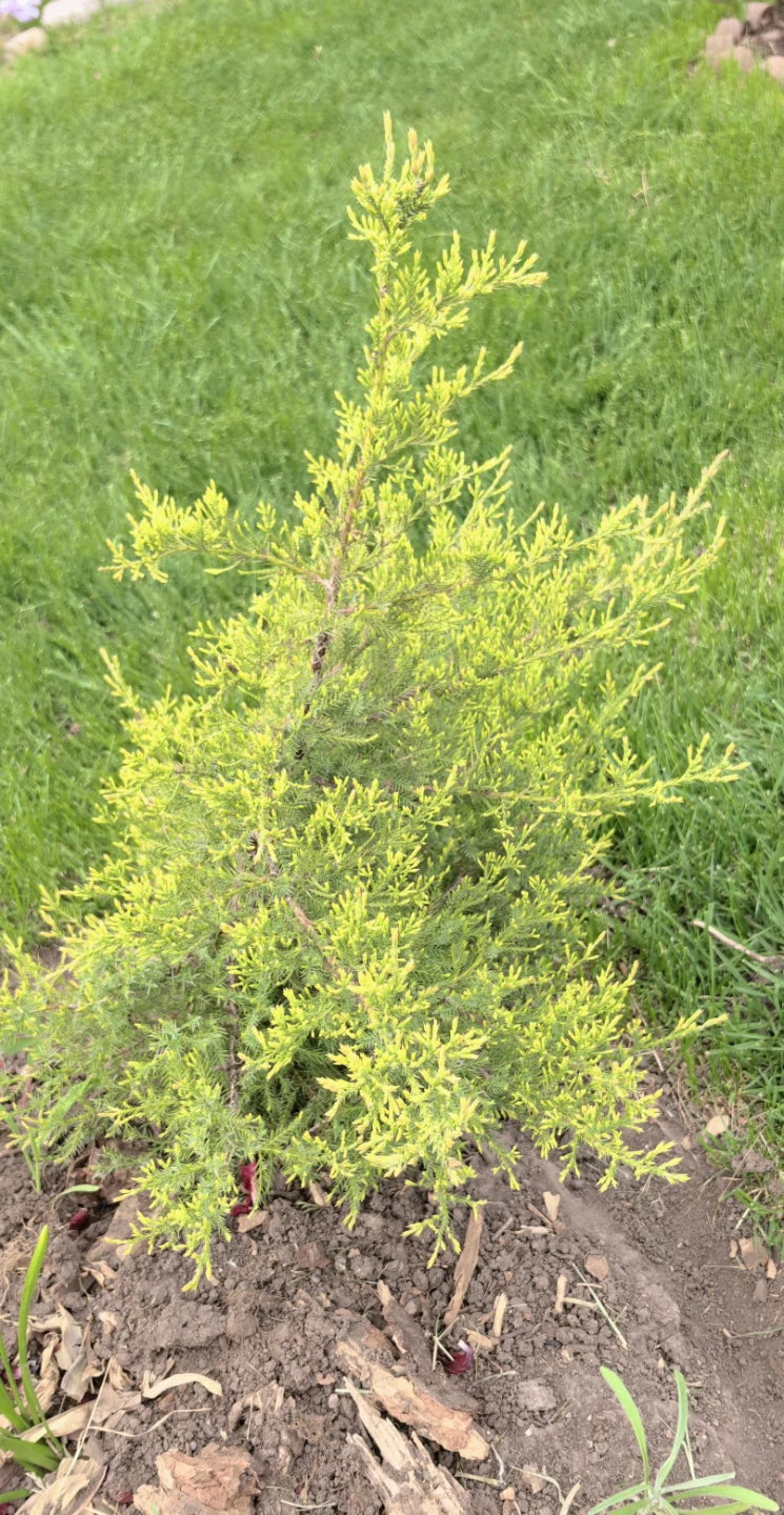 Common juniper