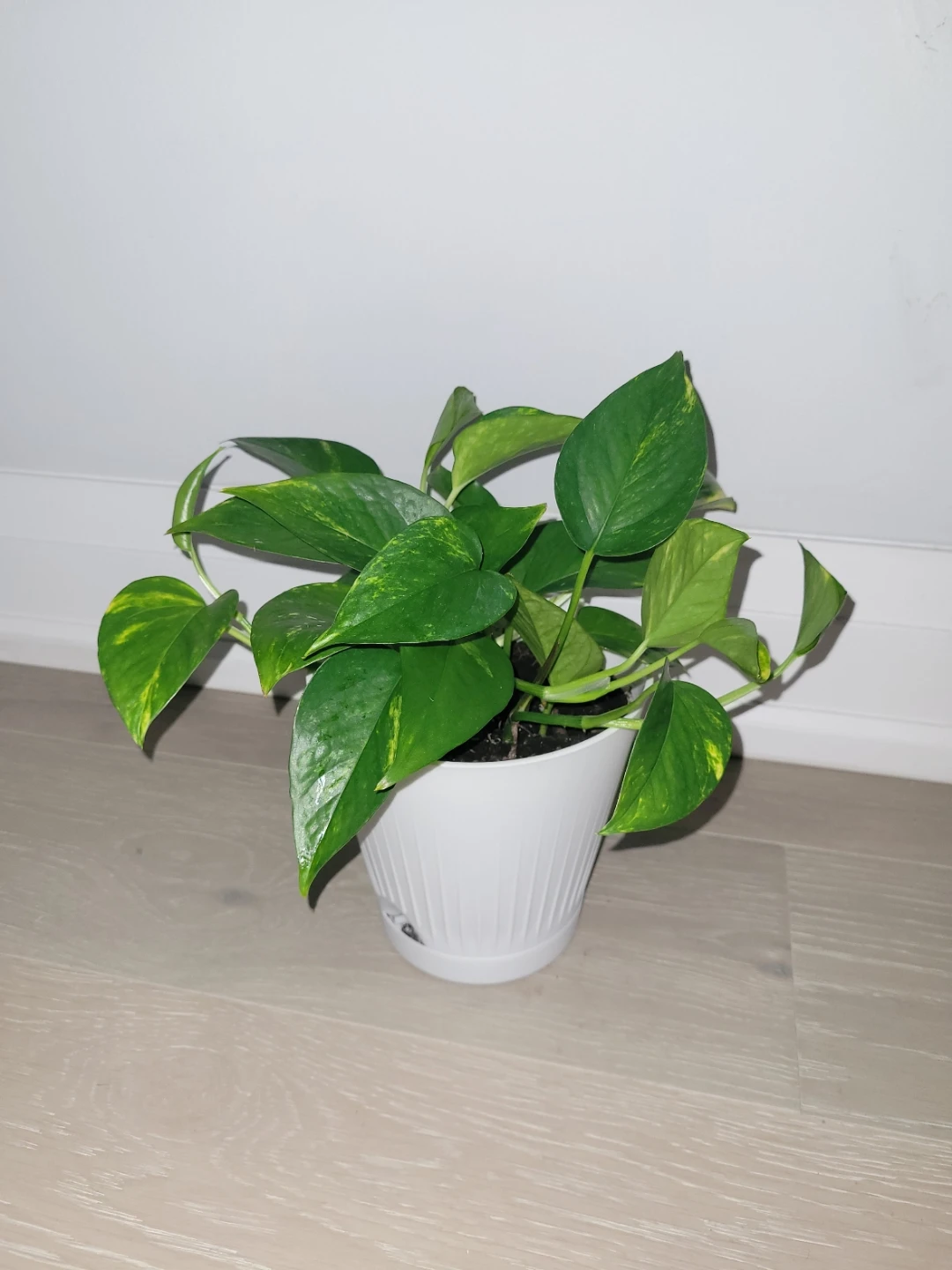Golden Pothos
