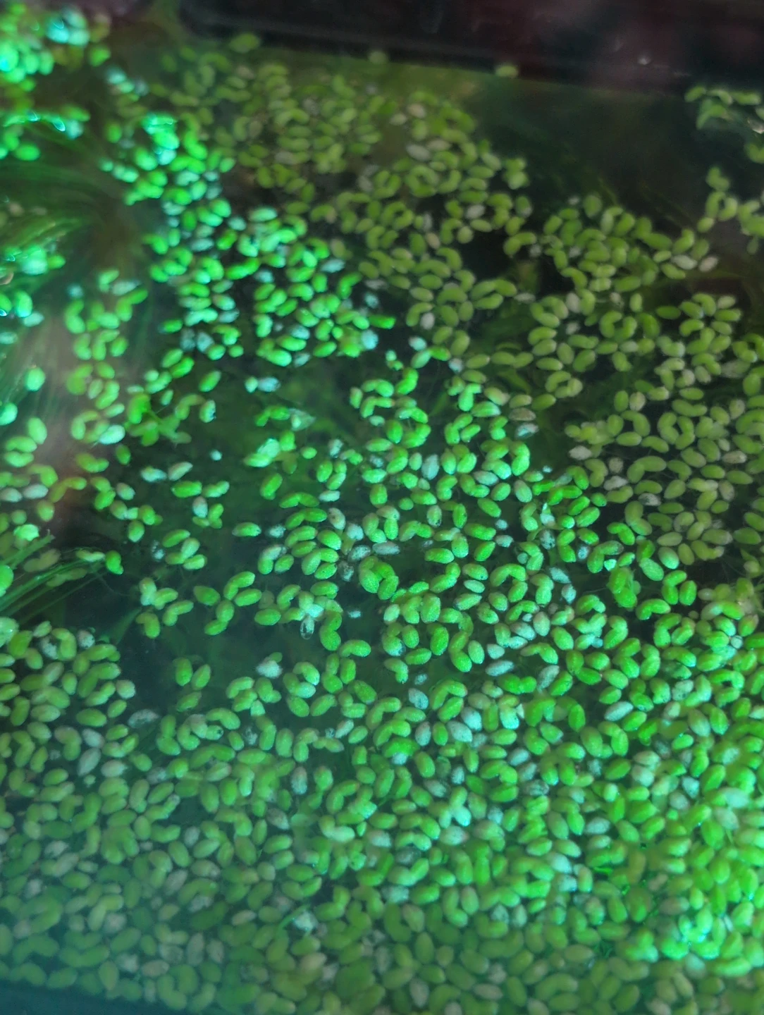 Duckweed for aquarium