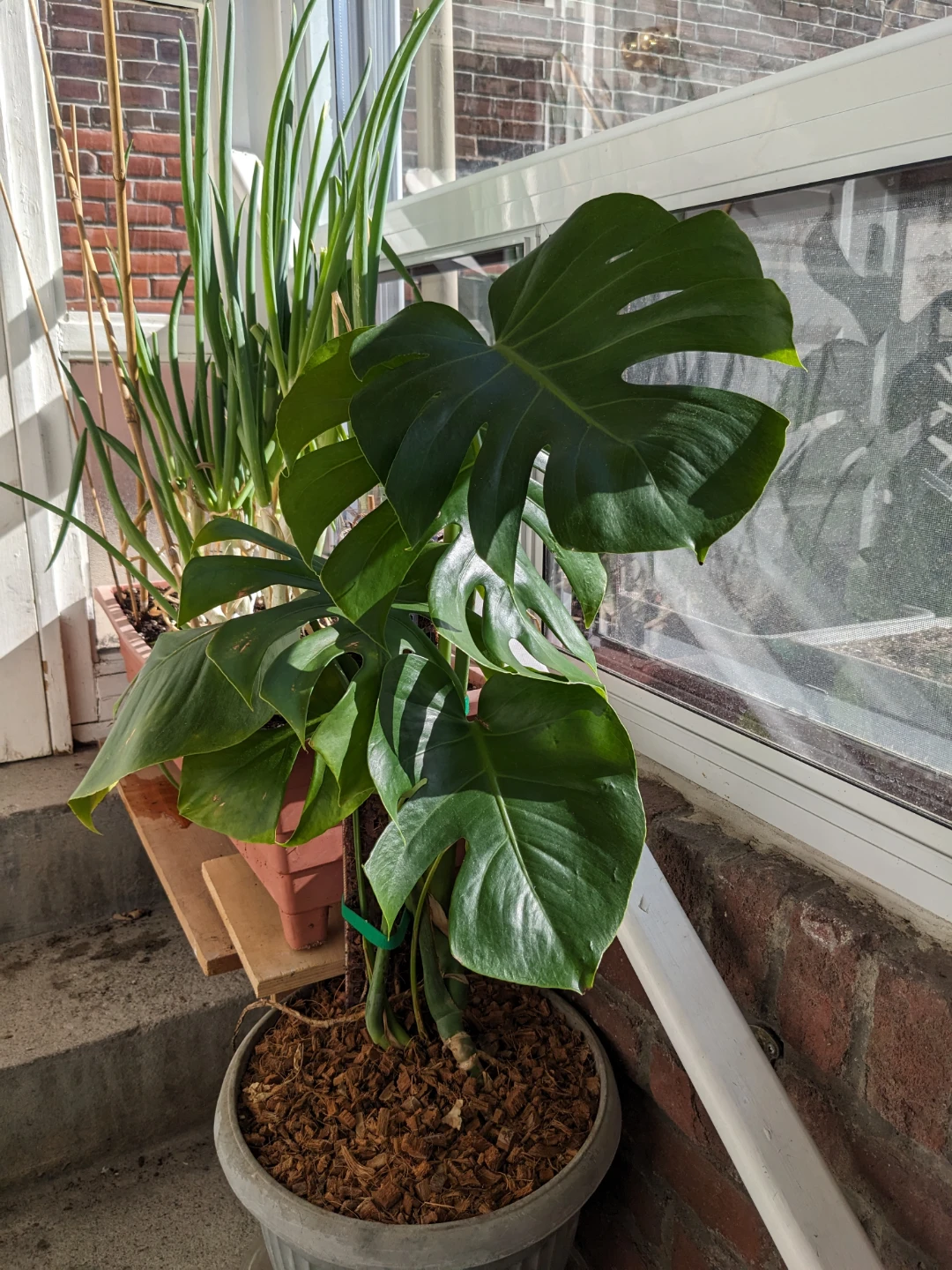 Beautiful Monstera Deliciosa plant in grey pot