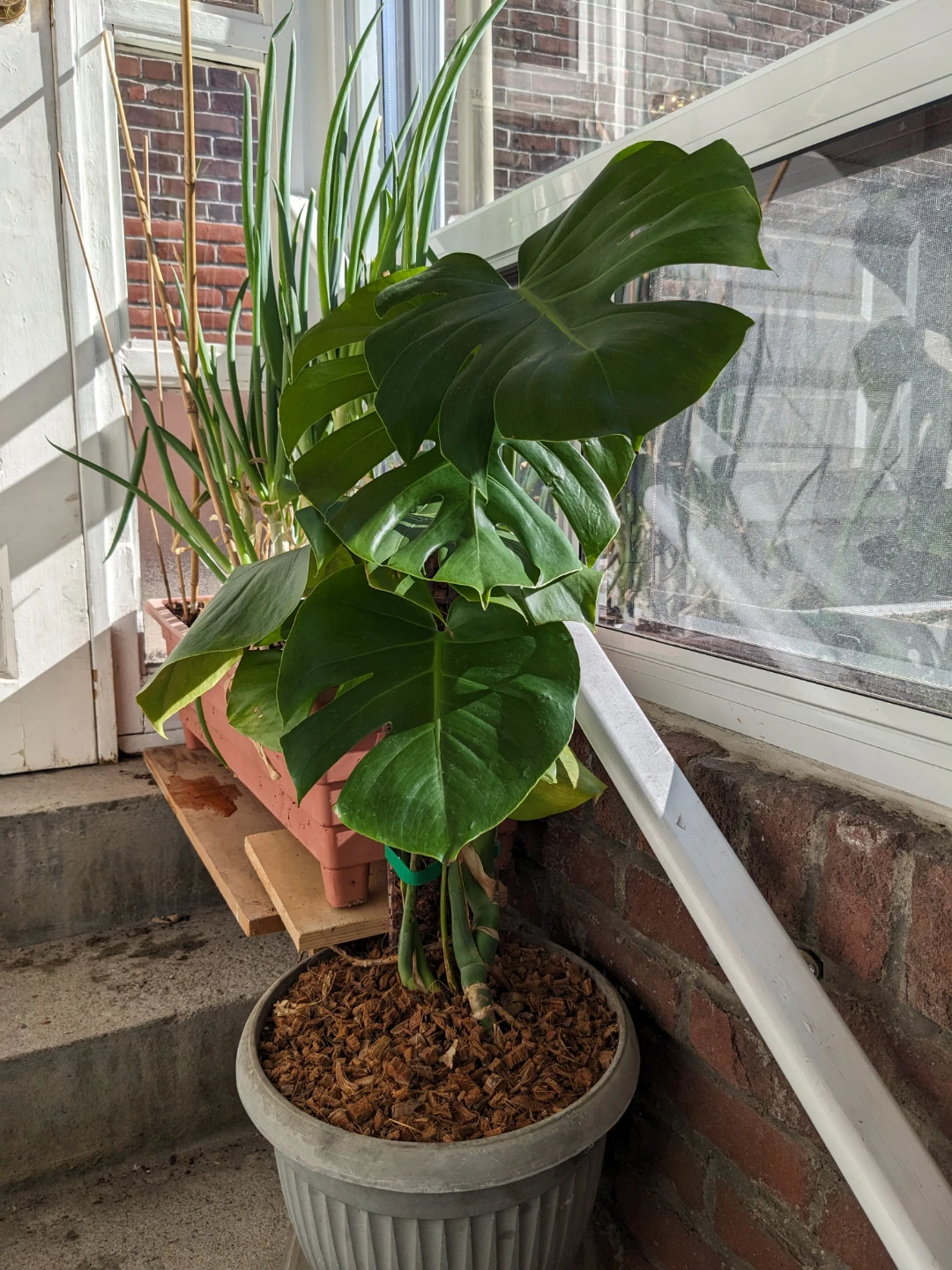 Beautiful Monstera Deliciosa plant in grey pot - photo 2