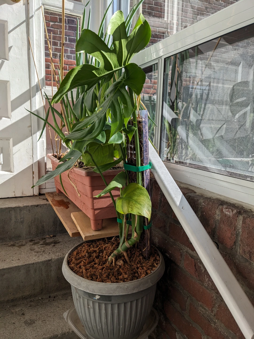 Beautiful Monstera Deliciosa plant in grey pot - photo 3