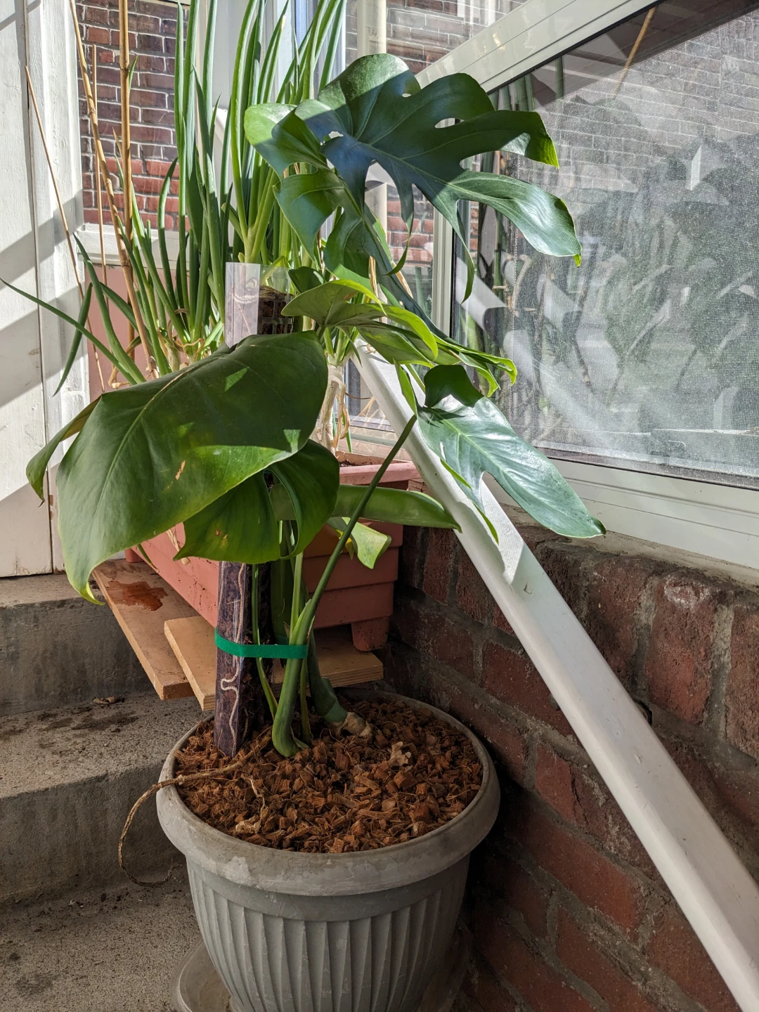 Beautiful Monstera Deliciosa plant in grey pot - photo 4