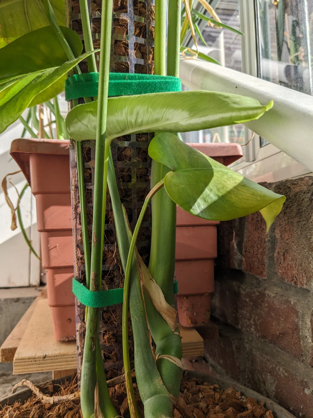 Beautiful Monstera Deliciosa plant in grey pot - photo 5