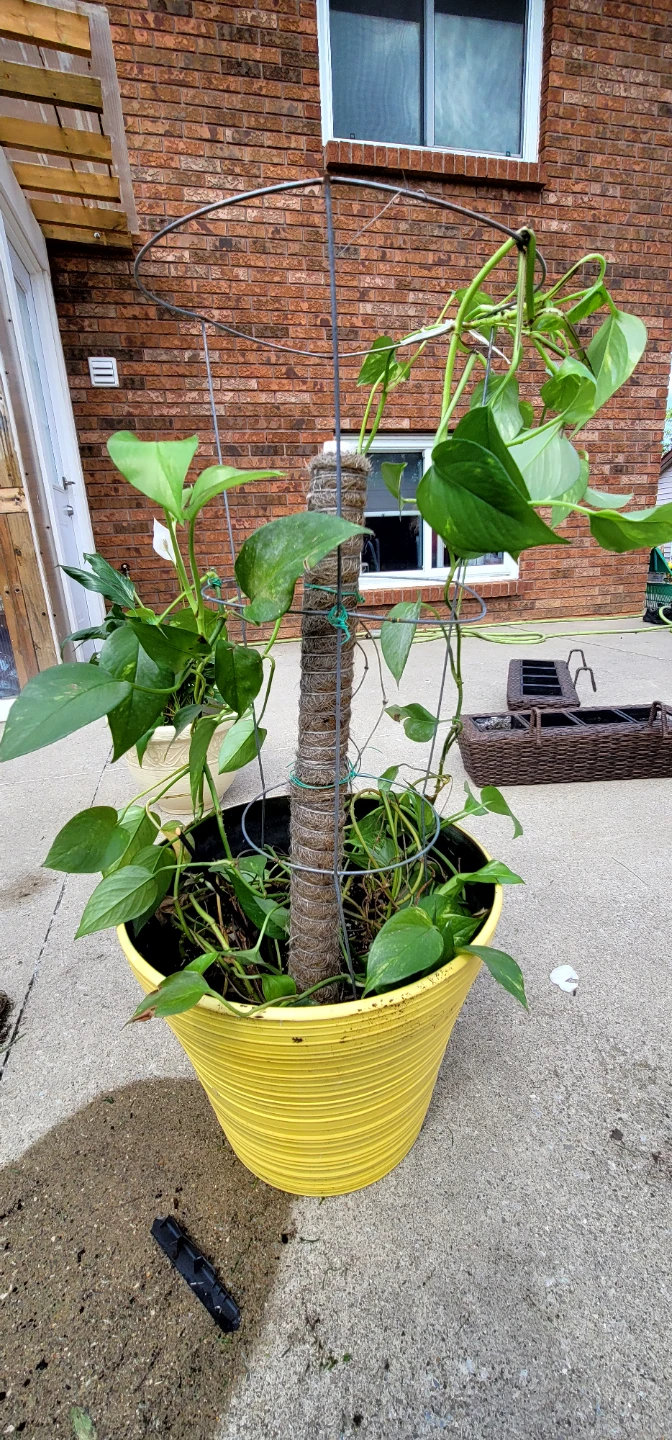 Pothos Plant in Yellow Pot with Trellis - photo 2