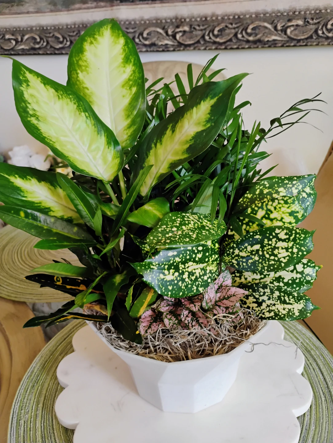 Dish Garden Plant Assortment