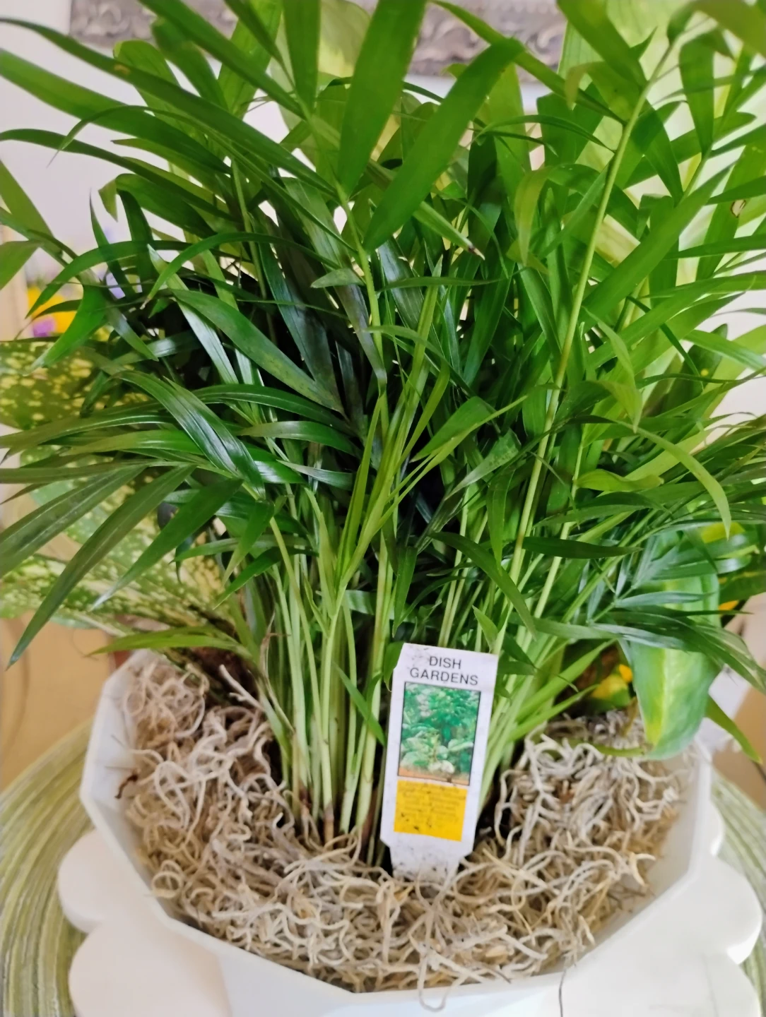 Dish Garden Plant Assortment - photo 3