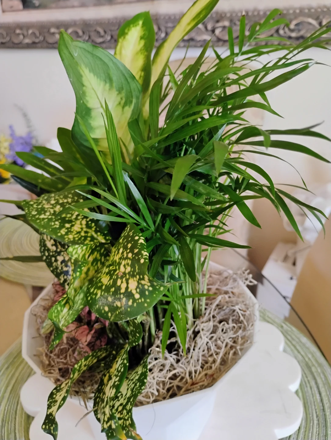 Dish Garden Plant Assortment - photo 4